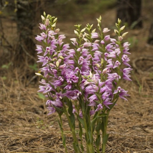 Cephalanthera kurdica